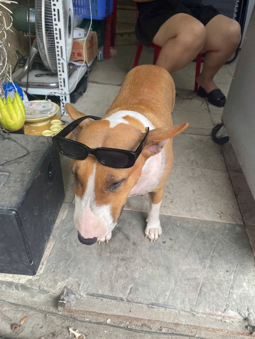 Hình ảnh khác về chú chó Tam